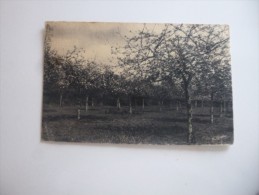 Pommiers En Fleurs Normandie Pittoresque - Arbres