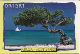 AW.- Aruba. West Indies. Divi Divi. 2 Scans - Aruba