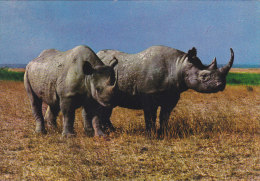 Rhino Rhinoceros Postcard East Africa Kenya 1978 - Neushoorn