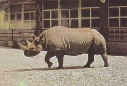 Rhino Rhinoceros Postcard Diceros Bicornis Zagreb Croatia Zoo - Rinoceronte