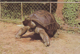 Tortue Turtle Testudo Gigantea - Zagreb Croatia Zoo - Tortues