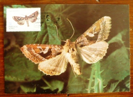 ACORES PORTUGAL Papillons, Butterflies, Mariposas, SCHMETTERLINGE, Yvert N° 357 FDC, Carte Maximum, Maximum Card - Papillons