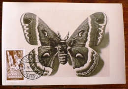 GUINEE ESPAGNOLE Papillons, Papillon, Butterflies, Mariposas, Yvert N° 354 FDC, Carte Maximum - Mariposas