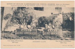 Delcampe - GOLFE JUAN - Effets Du Sulfate D'Ammoniaque Sur Fenouil Bulbeux - Vallauris