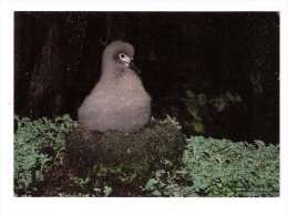 TAAF Terres Australes Antrctiques Françaises Poussin Albatros Fuligineux à Dos Clair Phoebetria Palpebrata - TAAF : Franz. Süd- Und Antarktisgebiete