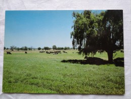 Australia Harvey Agricultural Land 11 Km From Bunbury  A100 - Bunbury