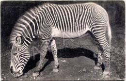 Paris (75) - Parc Zoologique Bois De Vincennes - Un Zèbre De Grévy - Zebras