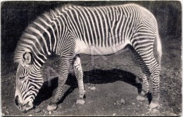 Paris (75) - Parc Zoologique Bois De Vincennes - Un Zèbre De Grévy - Zèbres