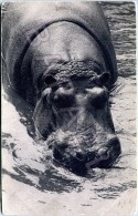 Paris (75) - Parc Zoologique Bois De Vincennes - Un Des Hippopotames - Hippopotamuses