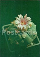 Peyote - Lophophora Williamsii - Cactus - Flowers - 1984 - Russia USSR - Unused - Sukkulenten