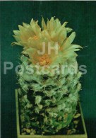 Turbinicarpus Lophophoroides - Cactus - Flowers - 1984 - Russia USSR - Unused - Cactussen