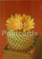 Parodia Aureispina - Cactus - Flowers - 1984 - Russia USSR - Unused - Cactusses
