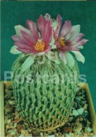 Hatchet Cactus - Pelecyphora Aselliformis - Cactus - Flowers - 1984 - Russia USSR - Unused - Sukkulenten