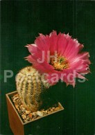 Echinocereus Purpureus - Cactus - Flowers - 1984 - Russia USSR - Unused - Cactussen