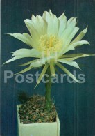 Pseudolobivia Orazasana - Cactus - Flowers - 1984 - Russia USSR - Unused - Sukkulenten