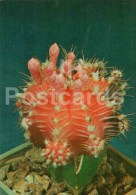 Gymnocalycium Mihanovichii - Cactus - Flowers - 1984 - Russia USSR - Unused - Sukkulenten