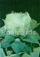 Ariocarpus Furfuraceus - Cactus - Flowers - 1984 - Russia USSR - Unused - Sukkulenten