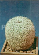 Mammillaria Pseudoperbella - Cactus - Flowers - 1984 - Russia USSR - Unused - Cactus