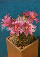 Parodia Cintiensis - Cactus - Flowers - 1984 - Russia USSR - Unused - Sukkulenten