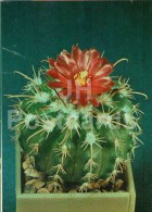 Mammillaria Swinglei - Cactus - Flowers - 1984 - Russia USSR - Unused - Sukkulenten