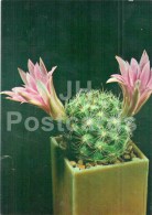 Mammillaria Boolii - Cactus - Flowers - 1984 - Russia USSR - Unused - Sukkulenten