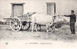 64........PYRENEES ATLANTIQUES......BAYONNE.....ATTELAGE BEARNAIS - Bayonne