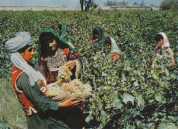 Afghanistan, Grape Picking In Kohdaman, Vicinity Of Kabul Vintage Old Photo Postcard - Afganistán