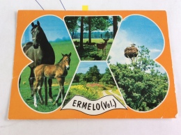 Nederland Ermelo - Ermelo