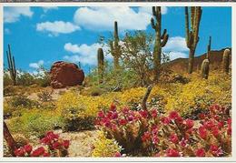 VS.- .Arizona. Spring In The Heart Of Dessertland. 2 Scans. - Cactusses