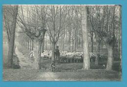 CPA 22 - Berger Et Ses Moutons - Promenade Du Poncelet CHELLES 77 - Chelles