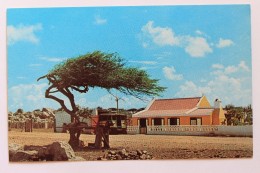 Divi-Divi-Tree With Cunucuhouse, Aruba, Netherland Antilles - Aruba