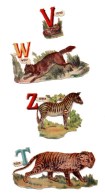 CHROMO Découpis Alphabet Animaux W Wolf Loup T Tiger Tigre Z Zebra Zèbre V Viper Vipère (4 Chromos) - Other & Unclassified