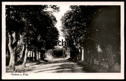 ALTE POSTKARTE NIEBLUM AUF FÖHR ALLEE Alley Insel Cpa Postcard Ansichtskarte AK - Föhr