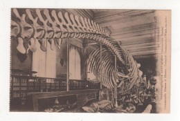 CARTE POSTALE MONACO Musée Océanographique  Zoologique Baleinoptère Squale SQUELETTE - Oceanographic Museum