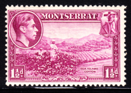 Montserrat 1938 1-1/2p Sea Island Cotton Pef 13 Mint. Scott 94a. - Montserrat