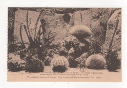 CARTE POSTALE MONACO Musée Océanographique NOUVEL AQUARIUM PAYSAGE SOUS MARIN OURSIN DE MER - Oceanographic Museum