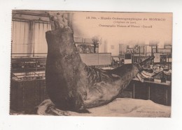 CARTE POSTALE MONACO Musée Océanographique  ELEPHANT DE MER - Oceanographic Museum