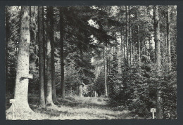 CPA - HAUT - FAYS - L'Arboretum - Nels Photothill  // - Gedinne