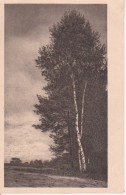 AK Künstlerkarte - Einsamkeit - Allmendsberg - Verlag R. Wenger, Emmendingen - Kupferdruck - Ca. 1910/20 (22390) - Emmendingen