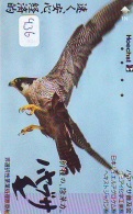 EAGLE - AIGLE - Adler - Arend - Águila - Bird - Oiseau (436) - Arenden & Roofvogels