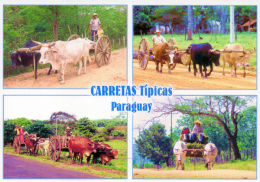 POSTAL PARAGUAY CARRETAS TIPICAS CON BUEYES EN LA CAMPIÑA - Paraguay