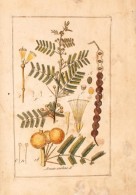 XIX. Sz. Eleje: 245 Db FÅ±szernövény és Gyógynövény Kézzel... - Prints & Engravings