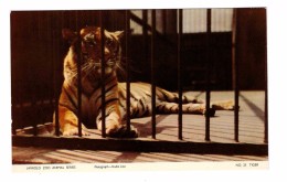 Felin Tigre Jarrold Zoo Tiger - Tigres