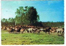 9  DULMEN  WESTF.WILDPFERDE - Dülmen