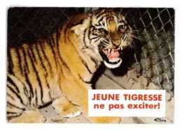 CPSM ANIMAUX HUMORISTIQUES JEUNE TIGRESSE - Tigers