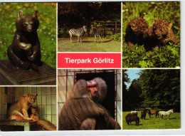Görlitz - Tierpark Görlitz - Mehrbildkarte DDR - Goerlitz