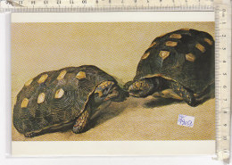 PO4905D# TARTARUGHE - TURTLES (ALBERT ECKHHOUT)  No VG - Schildkröten