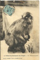 CARD ALGER - Chimpancés