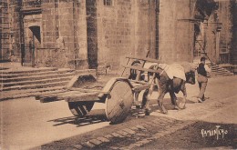 Urrugne 64 - Attelage Boeufs Devant L'Eglise - Pays-Basque - Editeur Bergevin Ramuntcho - Urrugne