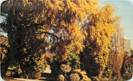 CPSM Colchester ????-Native Golden Wattle-Australia's National Plant    L2075 - Colchester